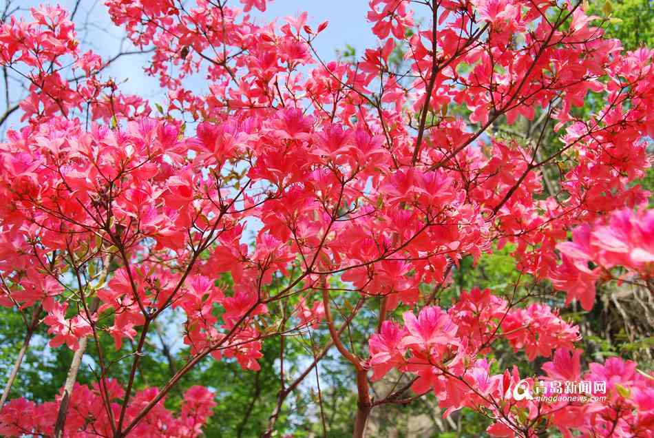 三月踏春好时节 青岛杜鹃花观赏攻略出炉