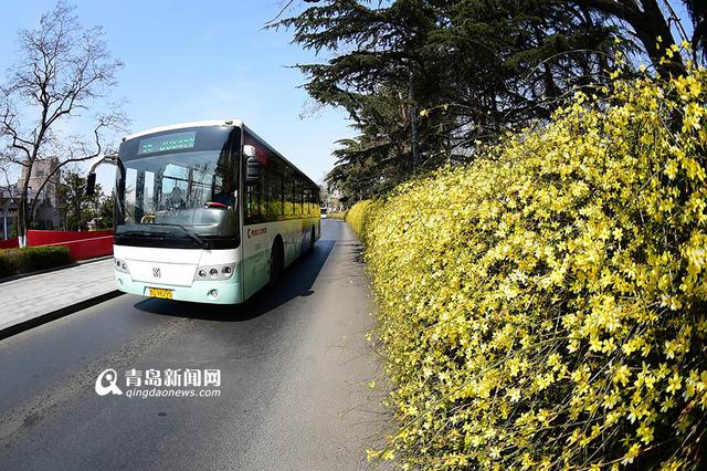 高清：前海迎春花长廊 星星点点连成黄色海洋