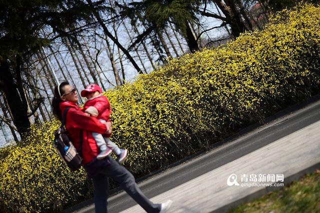 高清：前海迎春花长廊 星星点点连成黄色海洋