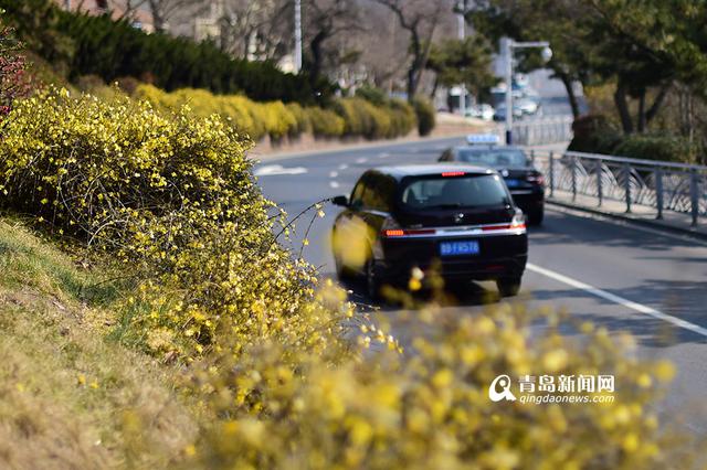 高清：前海迎春花长廊 星星点点连成黄色海洋
