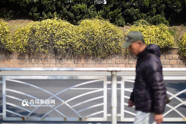 高清：前海迎春花长廊 星星点点连成黄色海洋