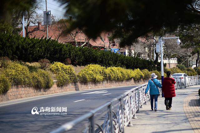 高清：前海迎春花长廊 星星点点连成黄色海洋