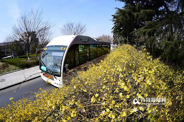 高清：前海迎春花长廊 星星点点连成黄色海洋