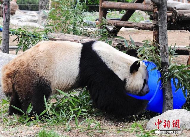 动物园通过熊猫寻食猩猩玩球激发动物动脑筋