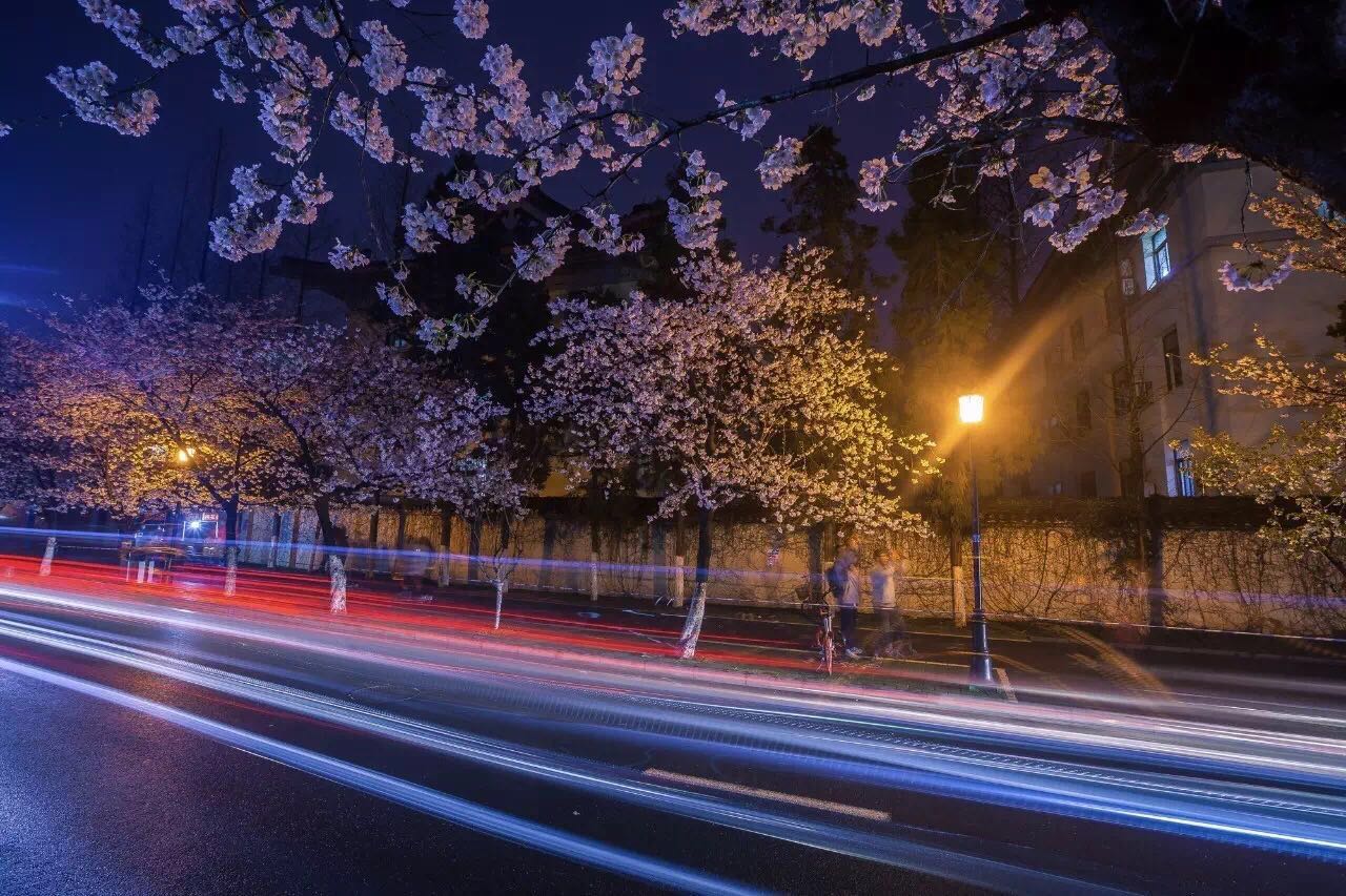 △南京鸡鸣寺樱花雨中开放