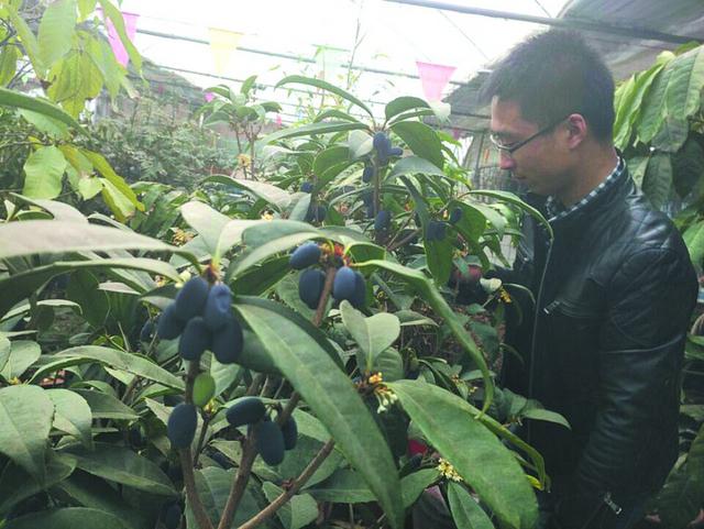 胶州一市民养的桂花结出紫色果实 北方较少见