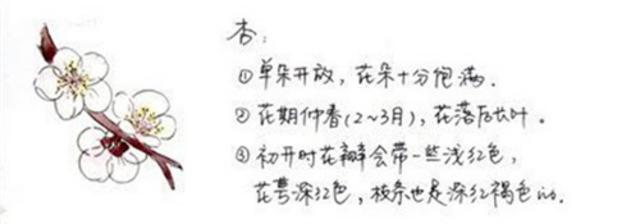 暖气潜催次第春 青岛杏花樱桃花赏花攻略在此！