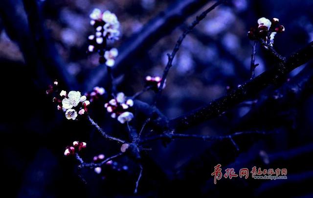 夜拍即墨环秀湖边 月色清浅杏影扶疏