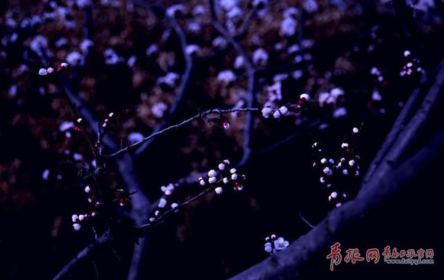 夜拍即墨环秀湖边 月色清浅杏影扶疏