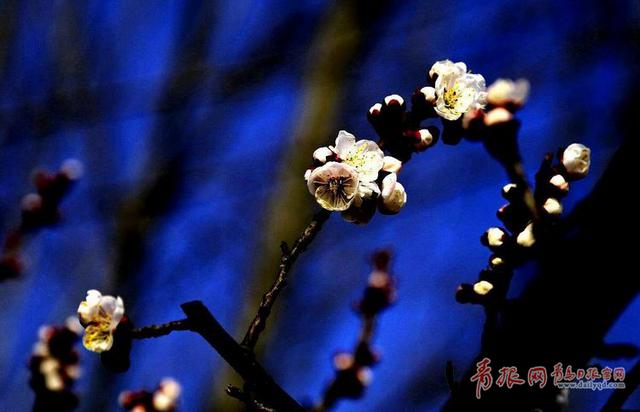 夜拍即墨环秀湖边 月色清浅杏影扶疏