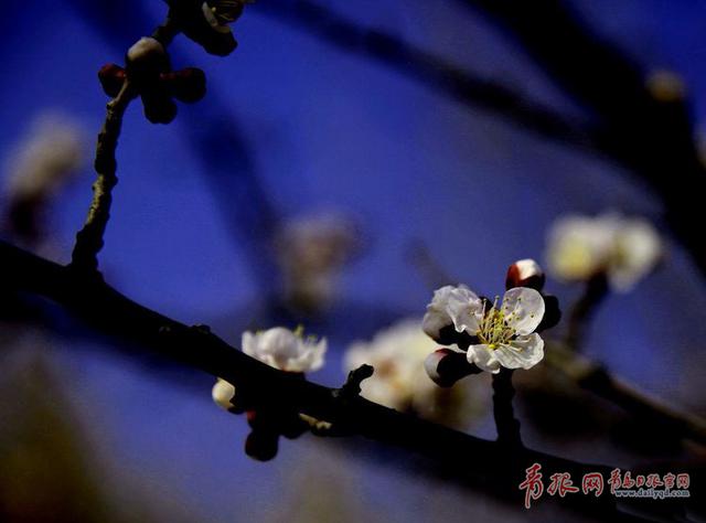 夜拍即墨环秀湖边 月色清浅杏影扶疏