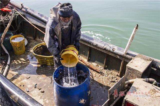 实拍青岛渔民古法巧捕八带鮹