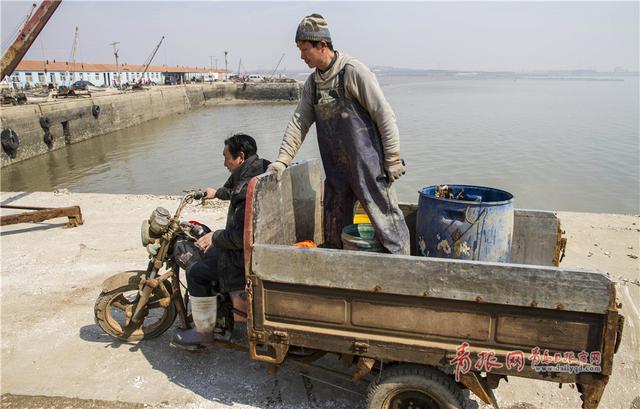 实拍青岛渔民古法巧捕八带鮹