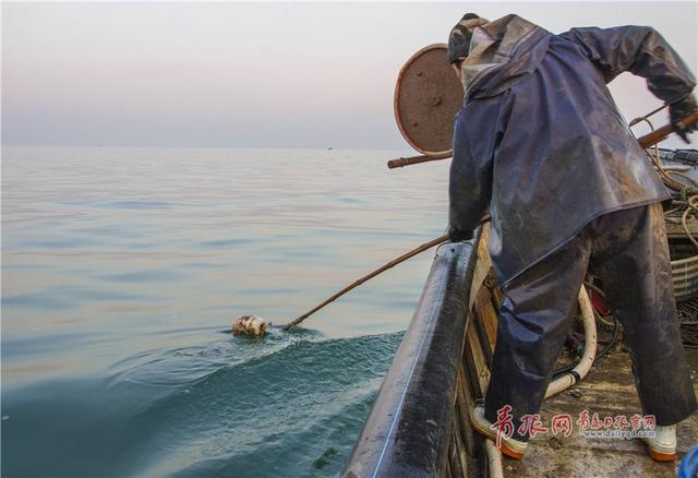 实拍青岛渔民古法巧捕八带鮹