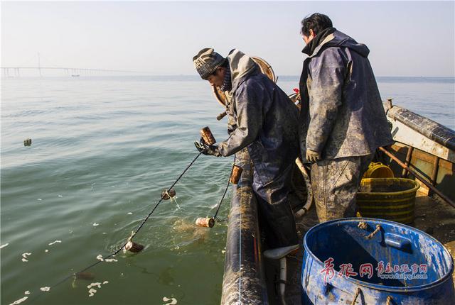 实拍青岛渔民古法巧捕八带鮹
