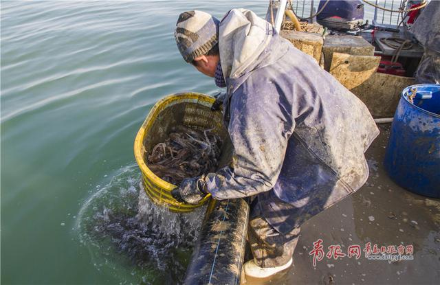 实拍青岛渔民古法巧捕八带鮹