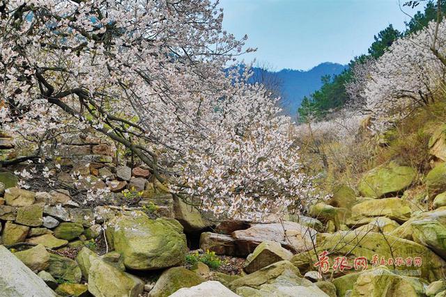 城阳6000多亩樱桃花惊艳绽放