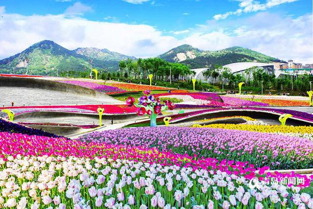 4月去世博园参加花海节 百万欧洲名贵鲜花亮相