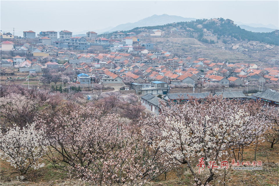 北宅樱桃花遍布山野 如纱似雪仿若世外桃源