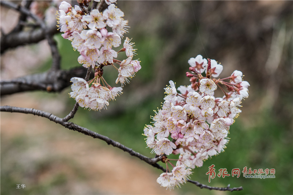 北宅樱桃花遍布山野 如纱似雪仿若世外桃源