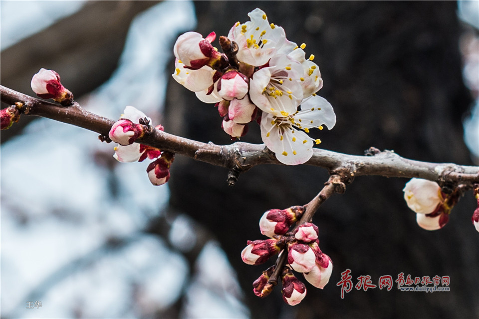 北宅樱桃花遍布山野 如纱似雪仿若世外桃源