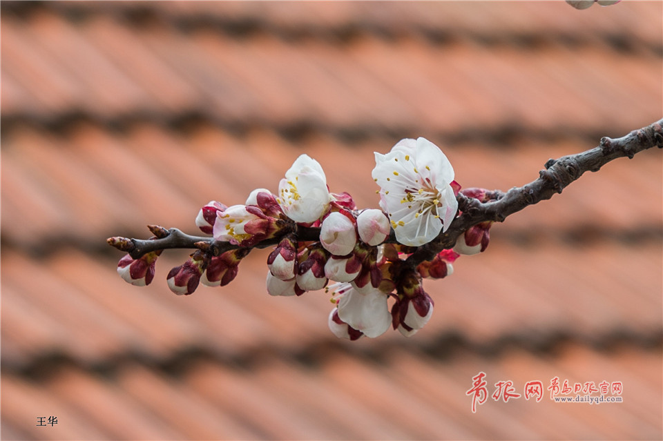 北宅樱桃花遍布山野 如纱似雪仿若世外桃源