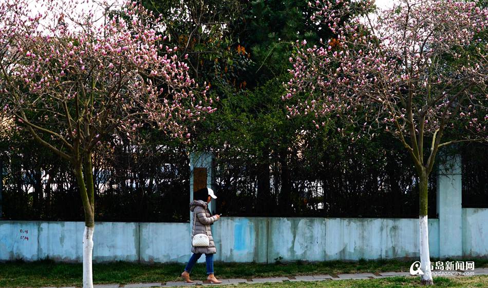 高清:海宁路上玉兰花渐次开放 幽幽花径惹人怜