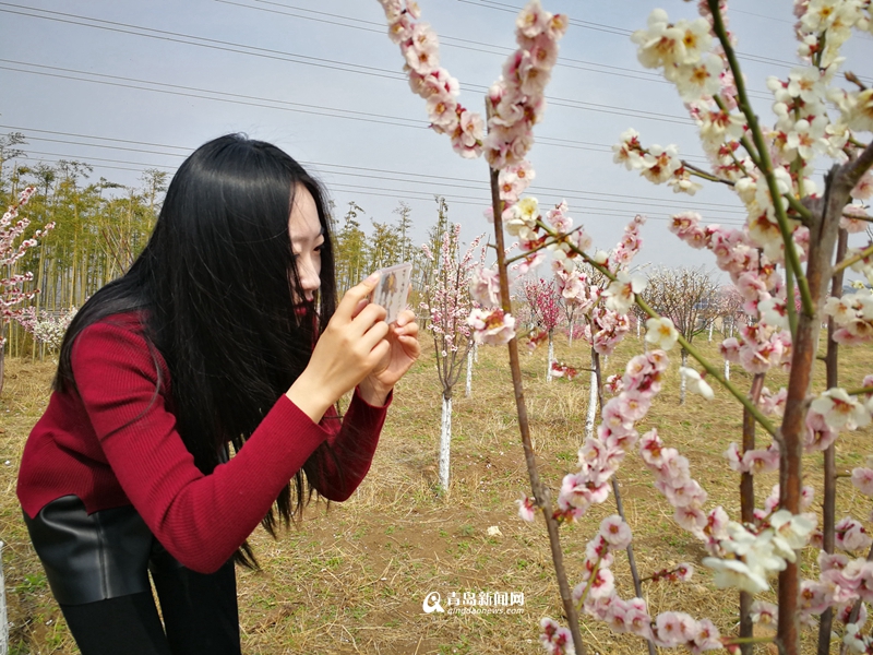 高清：胶州洋河3000亩梅花开放 粉了一片山