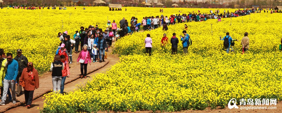 西海岸百亩油菜花绽放 清明假期约起来