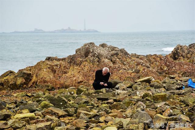 前海一线海蛎子日渐肥美