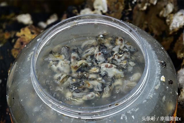前海一线海蛎子日渐肥美