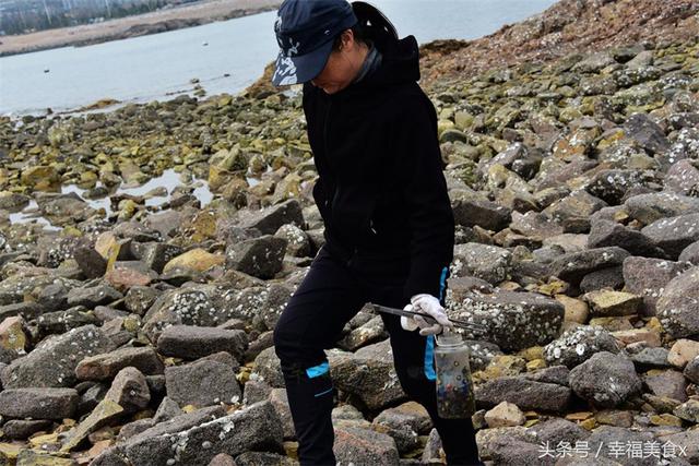 前海一线海蛎子日渐肥美