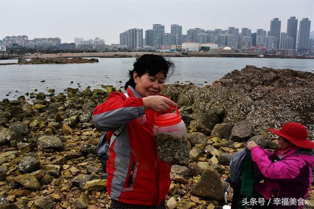 前海一线海蛎子日渐肥美