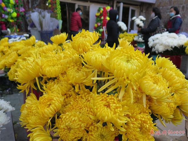 清明文明祭扫深入人心 素雅菊花花市热销