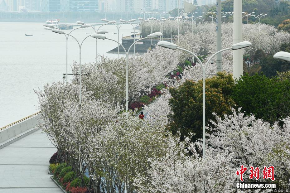 钱塘江畔最美跑道变身樱花大道
