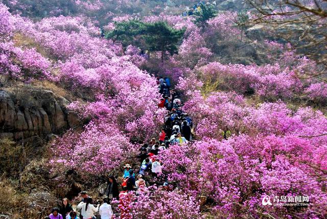 高清:大珠山杜鹃花会开幕 万亩花海奇美壮观