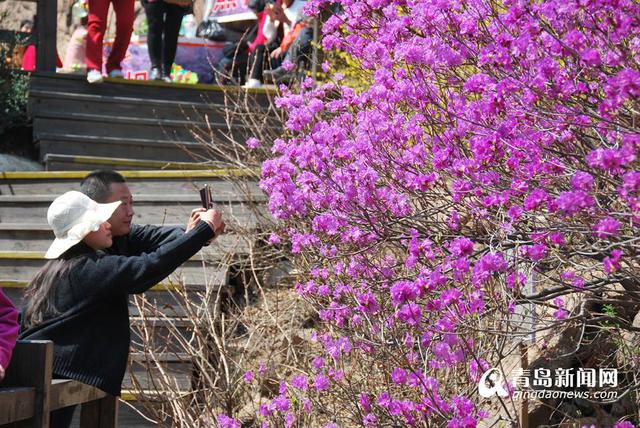高清:大珠山杜鹃花会开幕 万亩花海奇美壮观