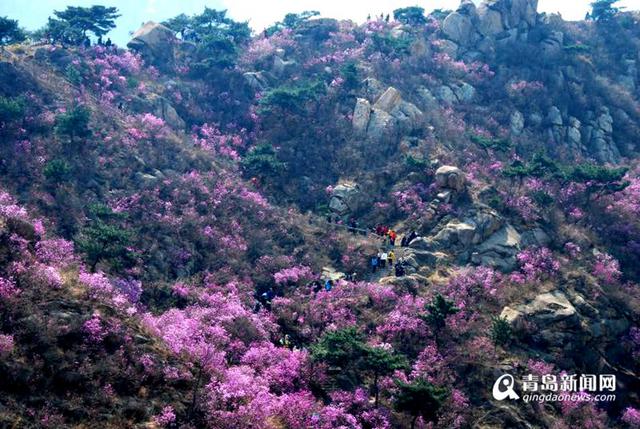 高清:大珠山杜鹃花会开幕 万亩花海奇美壮观
