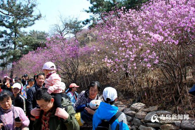 高清:大珠山杜鹃花会开幕 万亩花海奇美壮观