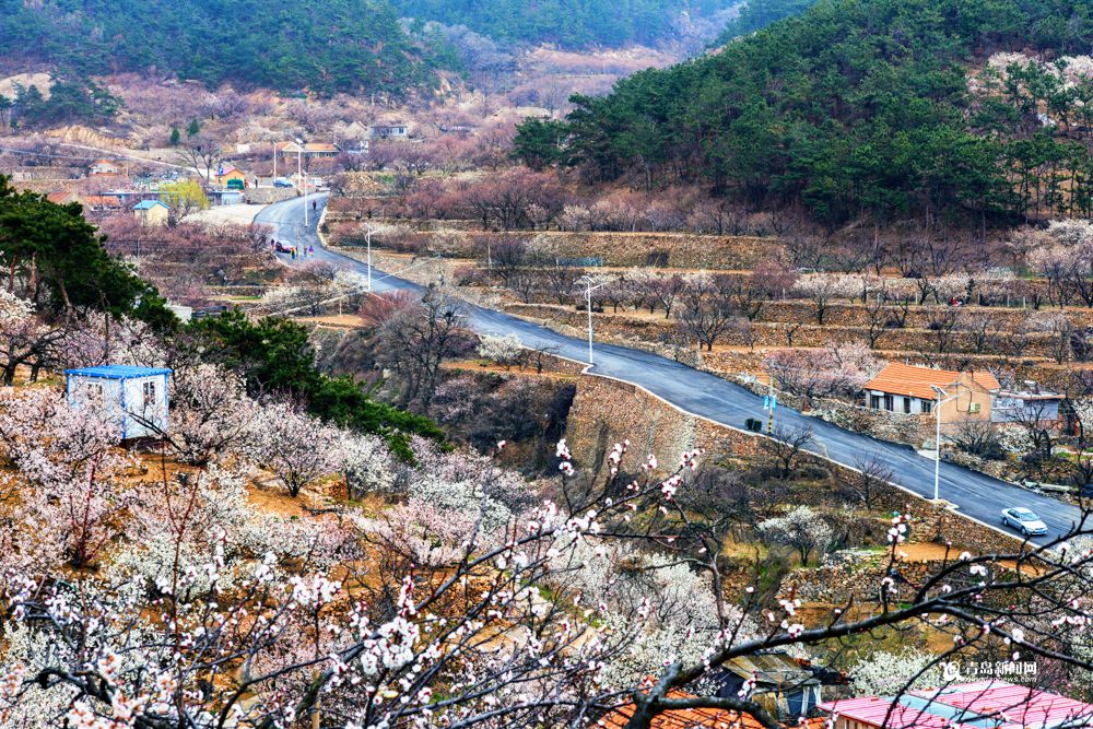 晒崂山水库北岸白色花海 樱桃花杏花盛开