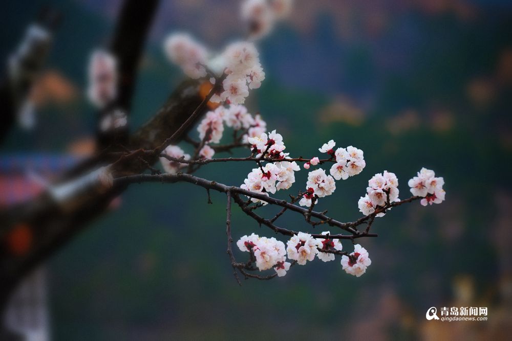 晒崂山水库北岸白色花海 樱桃花杏花盛开