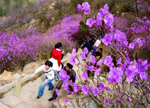 带你玩：春在枝头花意闹 清明时节好踏青(图)