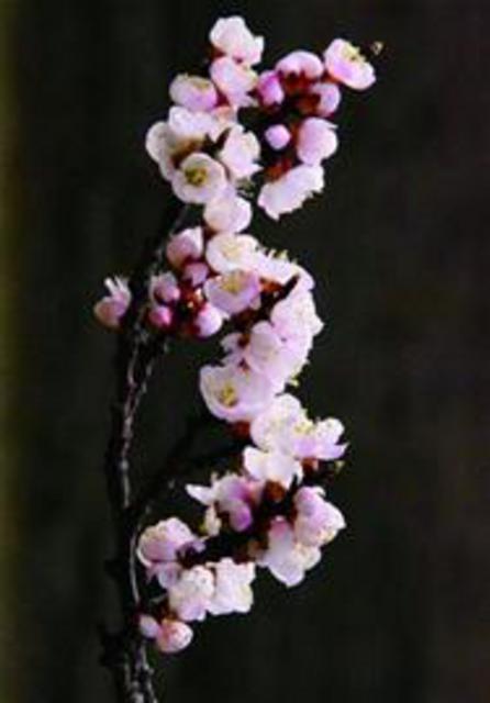 带你玩：春在枝头花意闹 清明时节好踏青(图)