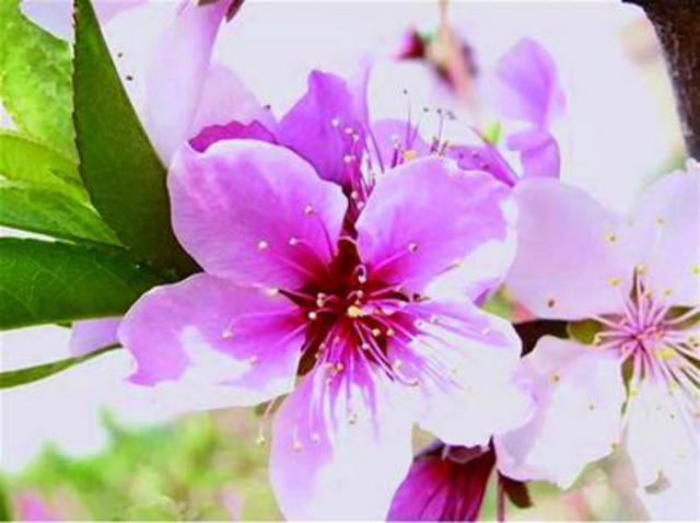 带你玩：春在枝头花意闹 清明时节好踏青(图)