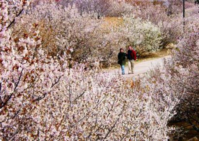 带你玩：春在枝头花意闹 清明时节好踏青(图)