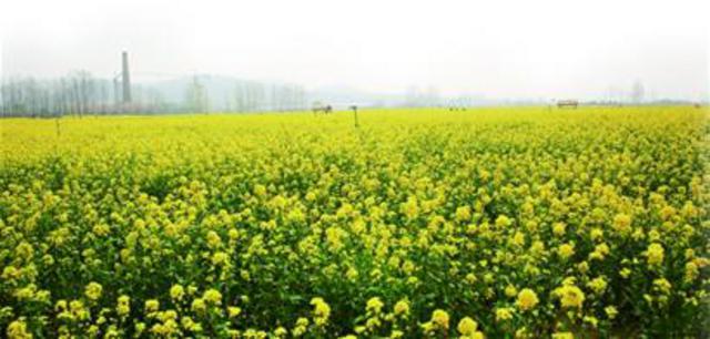 带你玩：春在枝头花意闹 清明时节好踏青(图)