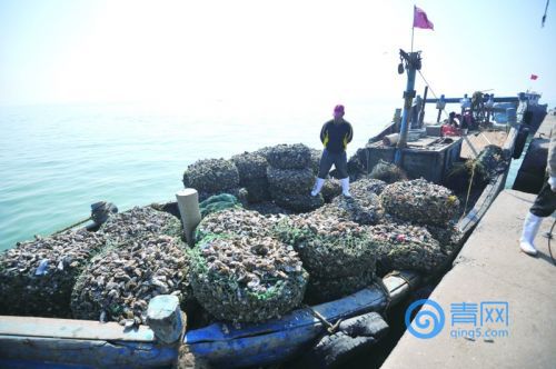 红岛海蛎子红了占大半本地市场引周边省市进货