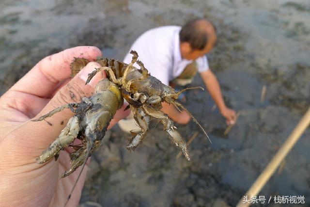 青岛前海盛产皮皮虾七旬老人两小时能捕上百只
