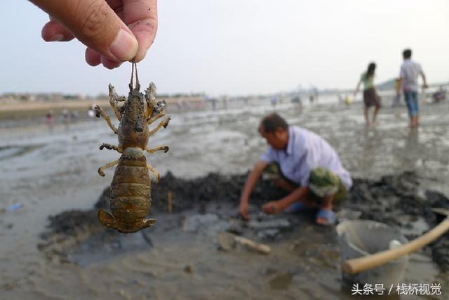 青岛前海盛产皮皮虾七旬老人两小时能捕上百只
