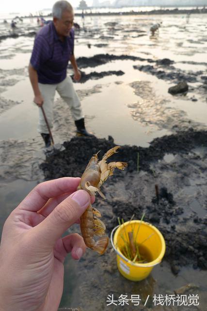 青岛前海盛产皮皮虾七旬老人两小时能捕上百只